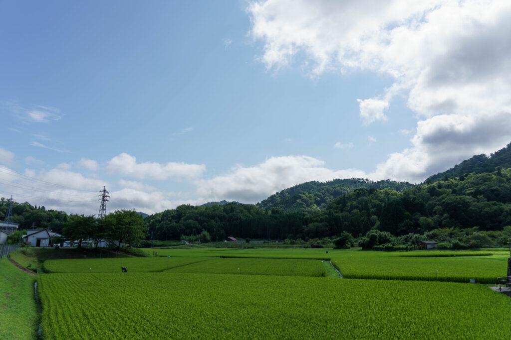夏の田園風景
